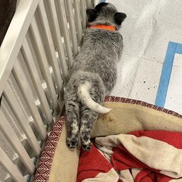 Australian Cattle Dog Puppies from Folie à Deux Australian Cattle Dogs