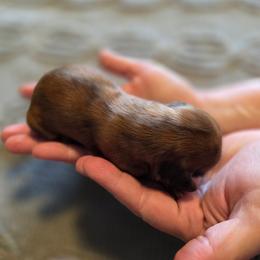 Peach - Red female Dachshund puppy in Oklahoma from Wilkinson’s Waggish Weiner Dogs