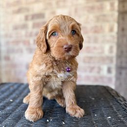 Rapunzel (Purple) - Caramel female Australian Labradoodle puppy in San Antonio, Texas from Pinnacle Labradoodles