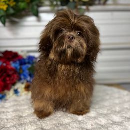 AKC Mini Scout - Liver male Shih Tzu puppy in Elgin, South Carolina from Silver Bells Paw Prints