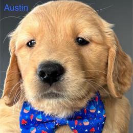 Austin - Golden male Golden Retriever puppy in Vail, Arizona from Retrievers Gold AZ
