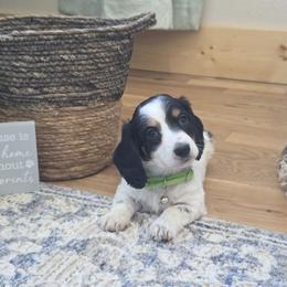 AKC Meet Captain :) - Piebald male Dachshund puppy in Centerville, Iowa from Barnyard Dachshunds, Dals & Doodles