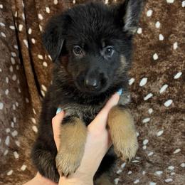 Pink color - Bi-color female German Shepherd puppy in Marion, Ohio from Legacy K9’s