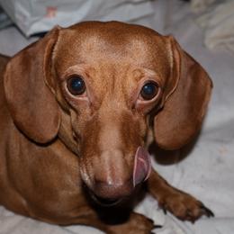 Stella - Brindle female Dachshund puppy in Watertown, Massachusetts from Jae’s Puppy House