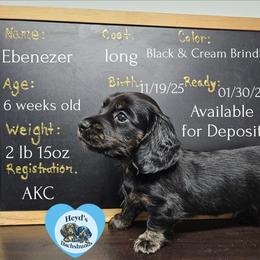 Ebenezer - Brindle male Dachshund puppy in Hoquiam, Washington from Heyd's Mini Dachshunds