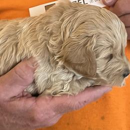 Hazel - Cream female Goldendoodle puppy in Buford, Georgia from Guppy Puppies