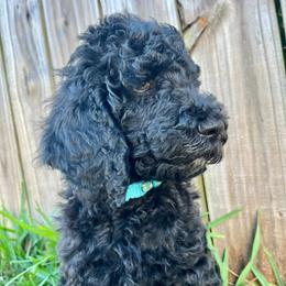 Reina - Black female Goldendoodle puppy in Macclenny, Florida from Davis's Doodles