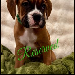 Agate - Fawn male Boxer puppy in Seaside, Oregon from Vincent's Pride Boxers