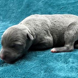 Cordovan - Blue male Whippet puppy in Gentry, Arkansas from Mardel Robeson of Mulberry Hollow Whippets