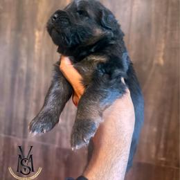Ranger - Black and red male German Shepherd puppy in Herriman, Utah from VMS Shepherds