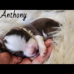 Anthony - Red tri male Miniature Australian Shepherd puppy in Macomb, Missouri from Faunus Farms and Aussies