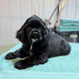 Peter - Black male Cocker Spaniel puppy in Delphi, Indiana from Benchmark Cockers