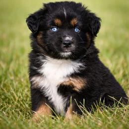 Onyx - Black tri male Miniature Australian Shepherd puppy in Lowgap, North Carolina from Baileys Mini Aussies