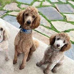 Poodles from Pine Hill Standard Poodles