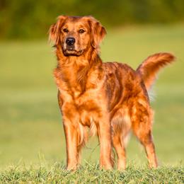 Prim - Golden Retriever