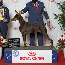 Rexha - Doberman Pinscher