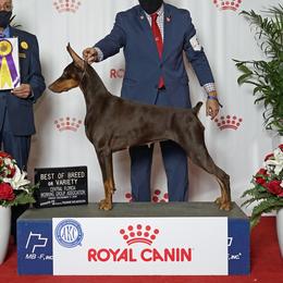 Rexha - Doberman Pinscher