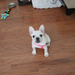 French Bulldog Puppies from Frenchie Farm Abode