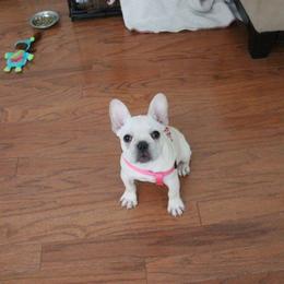 French Bulldog Puppies from Frenchie Farm Abode