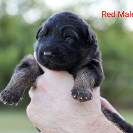 Boy 2 - German Shepherd puppy in Greenbrier, Arkansas from House of Havoc German Shepherds