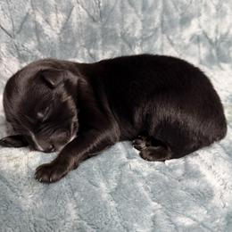 Slate - Black tri-color male Australian Shepherd puppy in Oxford, Florida from SoCo Aussies