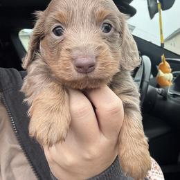 Isabella and Tan - Fawn (isabella) and tan male Dachshund puppy in Lincoln, California from ForeversEdge Doxies