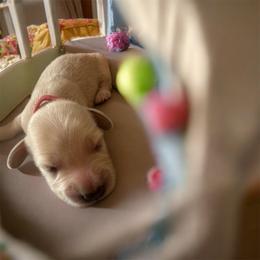 Peaches - Cream female Dachshund puppy in Trenton, Kentucky from Promise Land Puppies