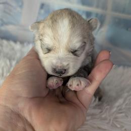 Flowers-2200 - Silver and white female Pomsky puppy in Spring Hill, Florida from www.PuppyTimeEmporium.com