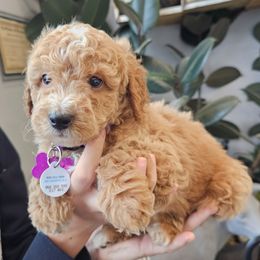 Jupiter - Apricot male Goldendoodle puppy in Pittsburg, Texas from Grace Springs Goldendoodles