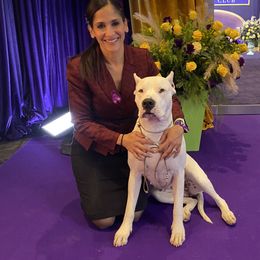 Lexi - Dogo Argentino