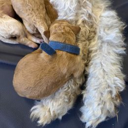 Boy 1 - Red  male Poodle puppy in Fairfield, North Carolina from Leaning T Ranch