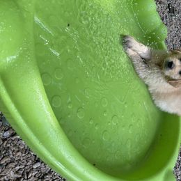 Golden Retriever Puppies from Golden Wise