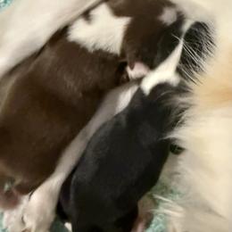 Chihuahua puppies from Pensacola Chi Garden
