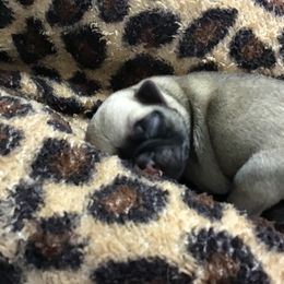 Boy 2 - Fawn male Pug puppy in Lookout, West Virginia from Khloe’s WV Pugs