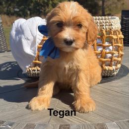 Tegan - Apricot male Goldendoodle puppy in Estesburg, Kentucky from Wet Goldendoodle Kisses
