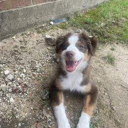 Australian Shepherd and Miniature Australian Shepherd Puppies from Integrity Aussies Tx