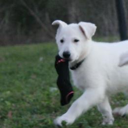 Iolite -Purple - White female German Shepherd puppy in Grimes County, Texas from Double H German Shepherds