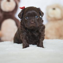 Shihpoo Puppies from The Teddybear Shihpoo