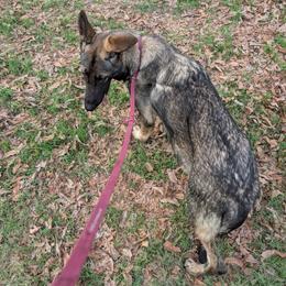 Karni - German Shepherd