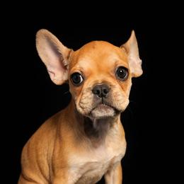 Debbie - White and fawn female French Bulldog puppy in Capitol Heights, Maryland from Heritage Bully Co.