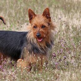 Australian Terriers from Heartland Australian Terriers
