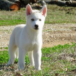 Siberian Husky Puppies from Texas Siberian Husky Kennels (TSHK)