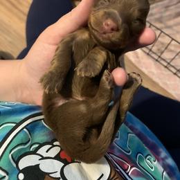 Dachshund Puppies from L & A Dachshunds