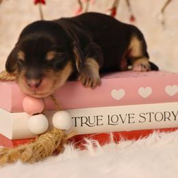 Lucy - Black and cream female Dachshund puppy in Wakarusa, Indiana from PuppyLove Dachshunds