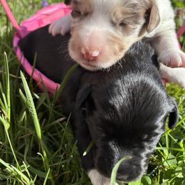 Miniature Australian Shepherd Puppies from Plett Pups