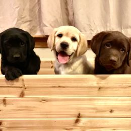 Golden Retriever and Labrador Retriever Puppies from Mulberry Retrievers