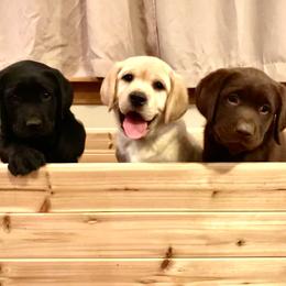 Golden Retriever and Labrador Retriever Puppies from Mulberry Retrievers