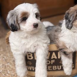 Hopper - Merle male Sheepadoodle puppy in Roseburg, Oregon from Sharon’s Sheepadoodle’s