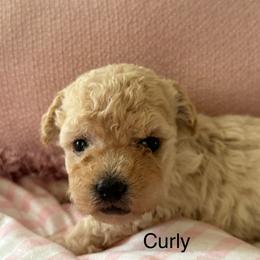 Curly - Apricot female Maltipoo puppy in Wendell, North Carolina from Teddys Teddy Bears