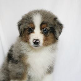 Snow - Blue merle female Australian Shepherd puppy in Richmond, Texas from Big Zen Aussies